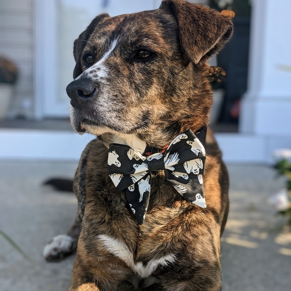 Ghost bowtie - Picture 4 of 7